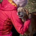 Car Camping with Dogs: A Complete Guide to Pet-Friendly Outdoor Adventures
