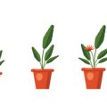 How to Forage Safely: Identifying Edible Plants and Knowing What to Avoid