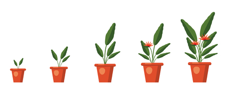 How to Forage Safely: Identifying Edible Plants and Knowing What to Avoid