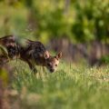 Wildlife Watching While Camping: Best State Parks for Animal Encounters