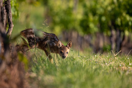 Wildlife Watching While Camping: Best State Parks for Animal Encounters