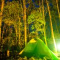 Wildlife Watching While Spring Camping: What to See and Where