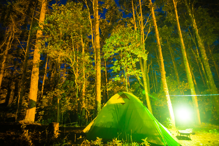 Wildlife Watching While Spring Camping: What to See and Where
