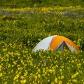 Spring Wildflowers and Where to Camp to See Them Bloom