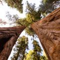 Sequoia and Kings Canyon National Parks: A Camper’s Dream in California’s Wilderness