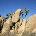 Joshua Tree National Park: A Camper’s Guide to Stargazing and Rock Climbing Haven