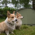 Pet-Friendly Summer Camping: Traveling and Camping with Dogs
