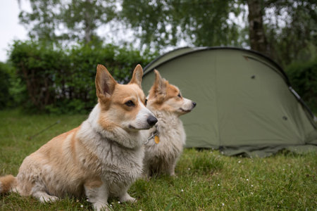 Pet-Friendly Summer Camping: Traveling and Camping with Dogs